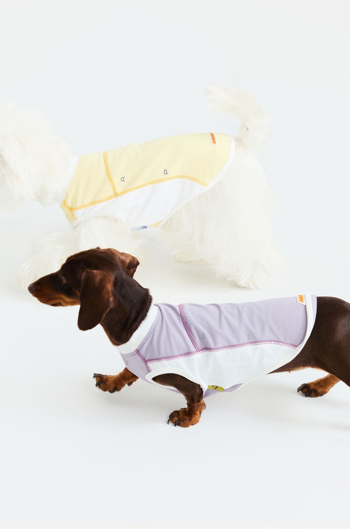 Dachshund Special Fits