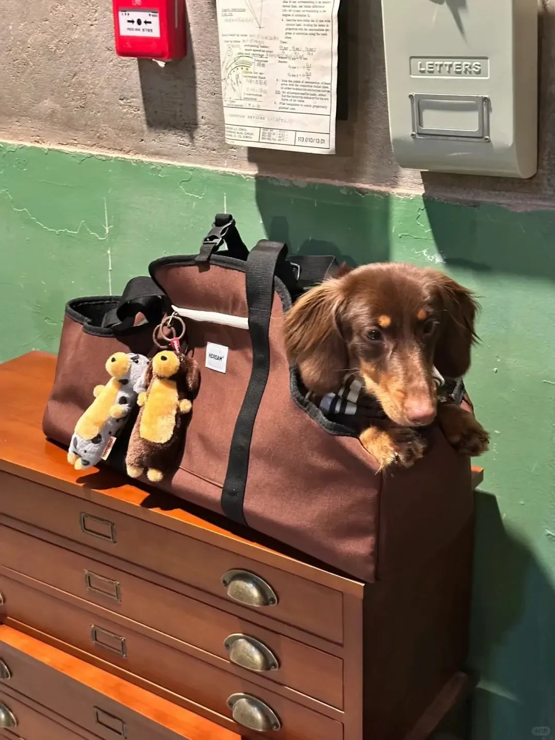 Dachshund Travel Carrier Bag