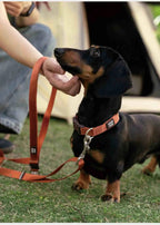 Hands-Free Multi-Function Dog Leash