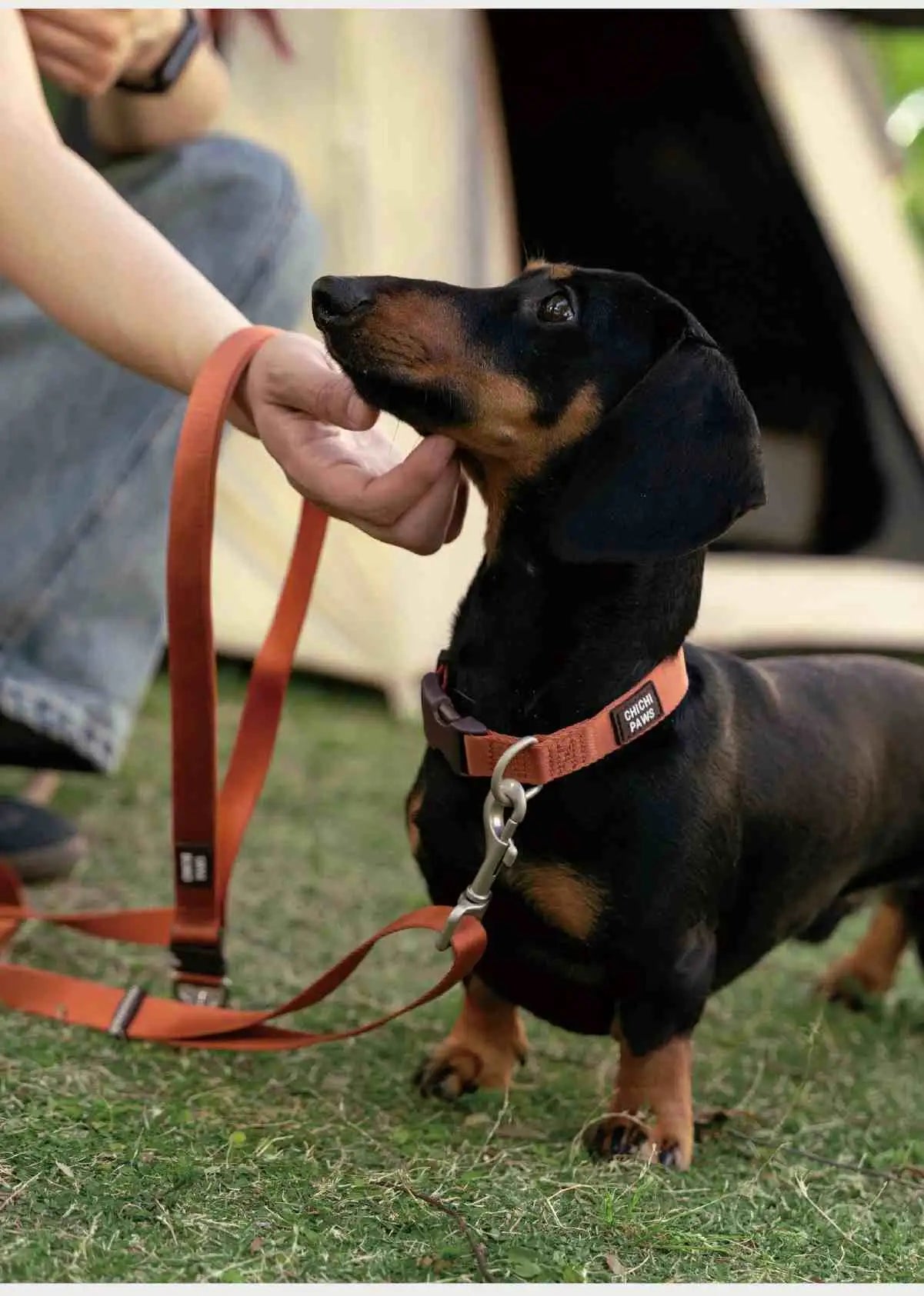 Hands-Free Multi-Function Dog Leash