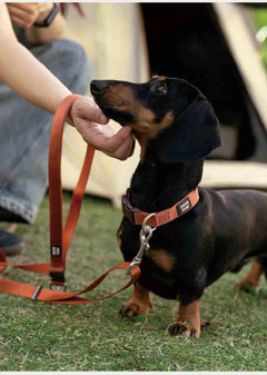 Hands-Free Multi-Function Dog Leash