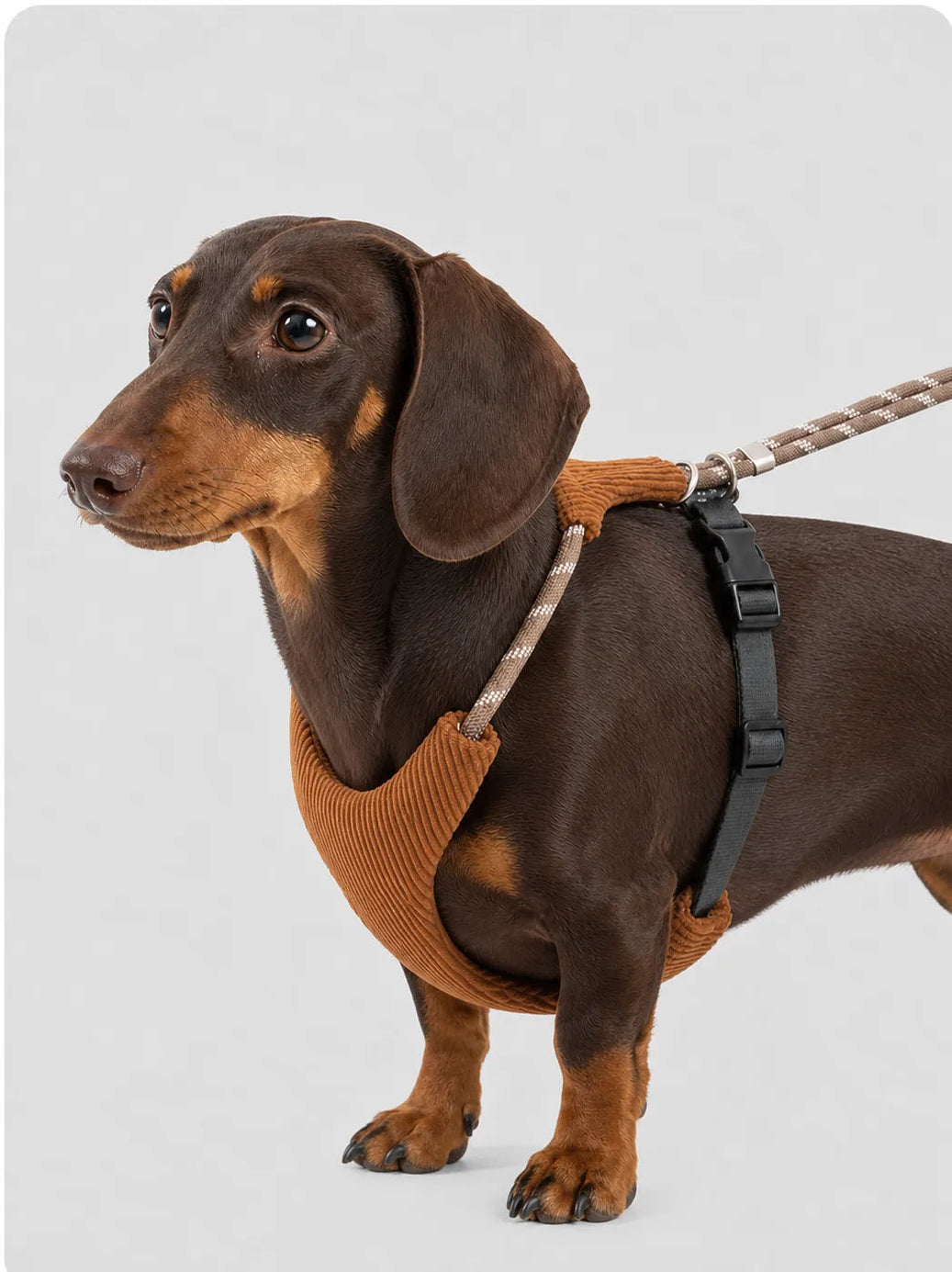 Dachshund wearing adjustable soft corduroy no-choke harness