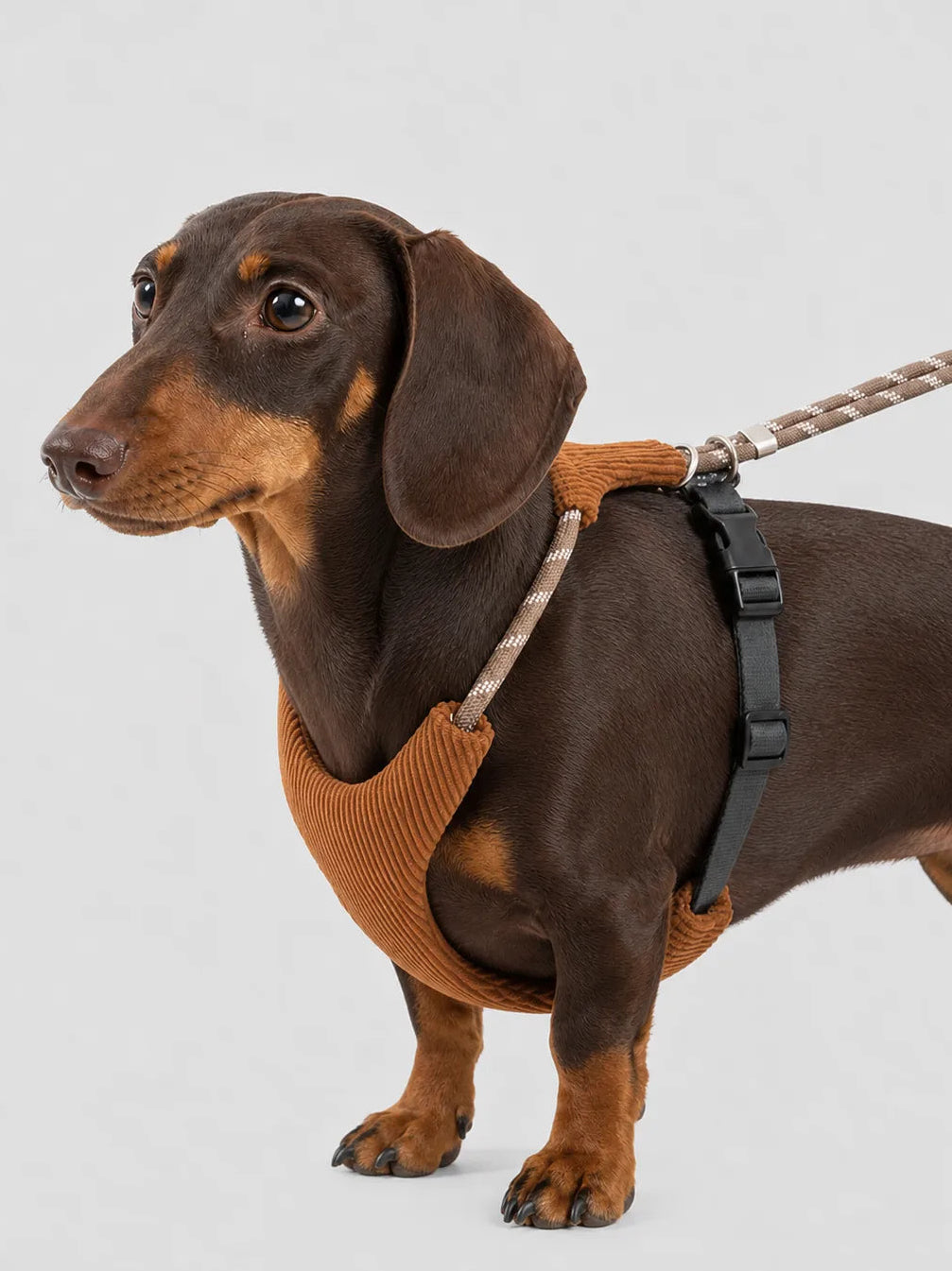 Dachshund wearing no-choke corduroy harness with matching hands-free leash